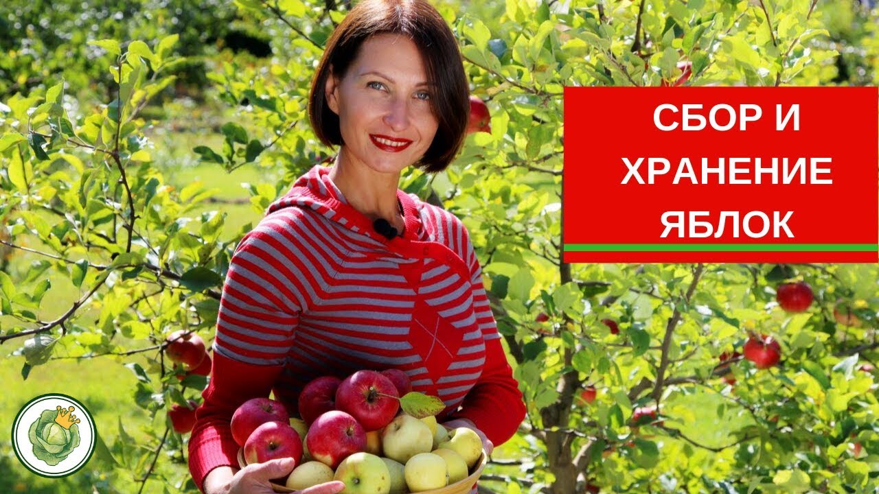 🍎Как правильно собирать яблоки и закладывать на зимнее хранение🍏