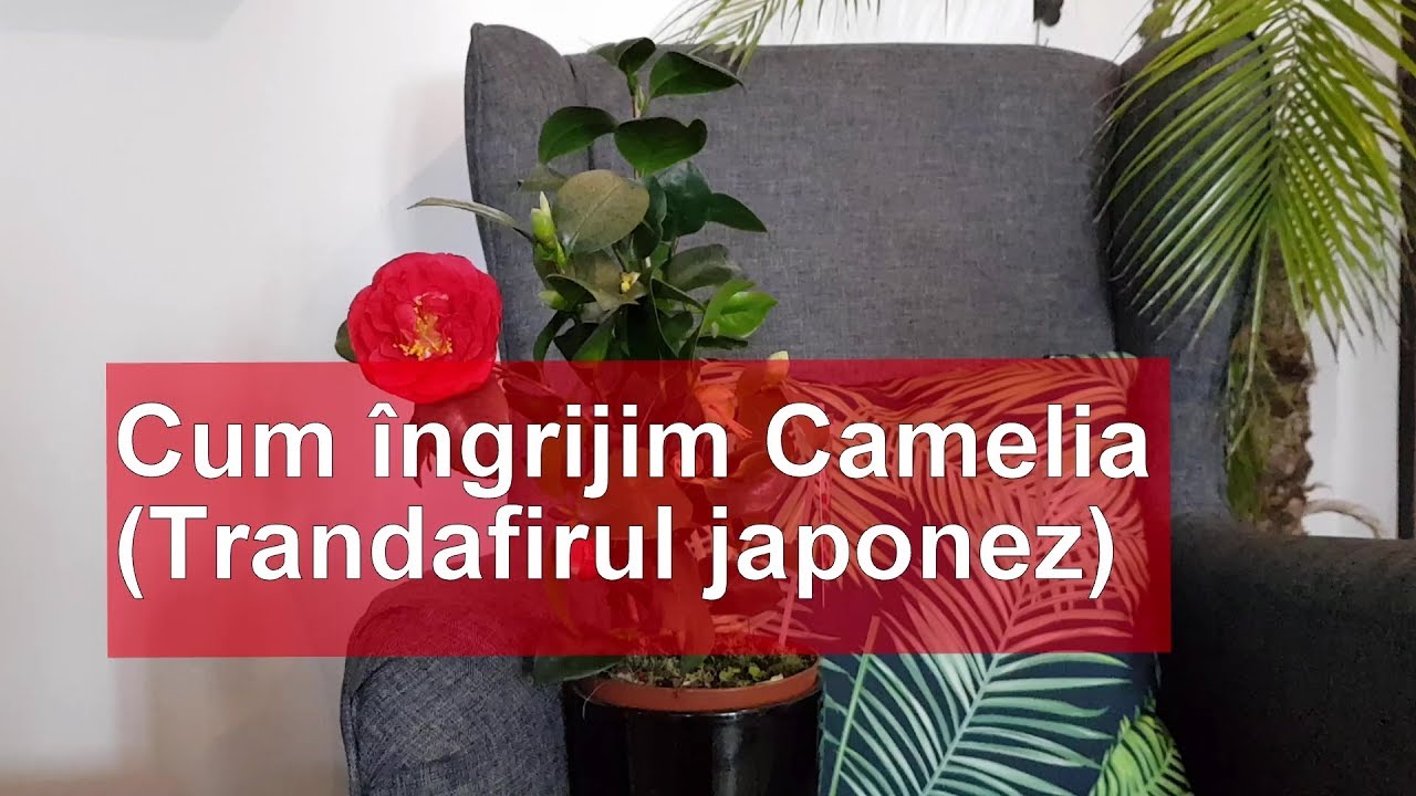 Cum ingrijim Camelia (Trandafirul japonez)