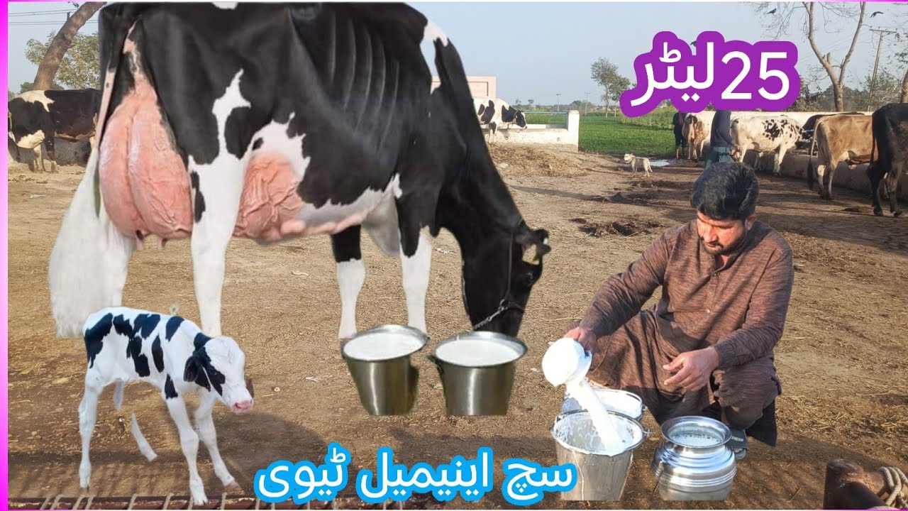 03466152628 | Friesian cholistani cross | Australia cholistani cross cow | Australia cow 