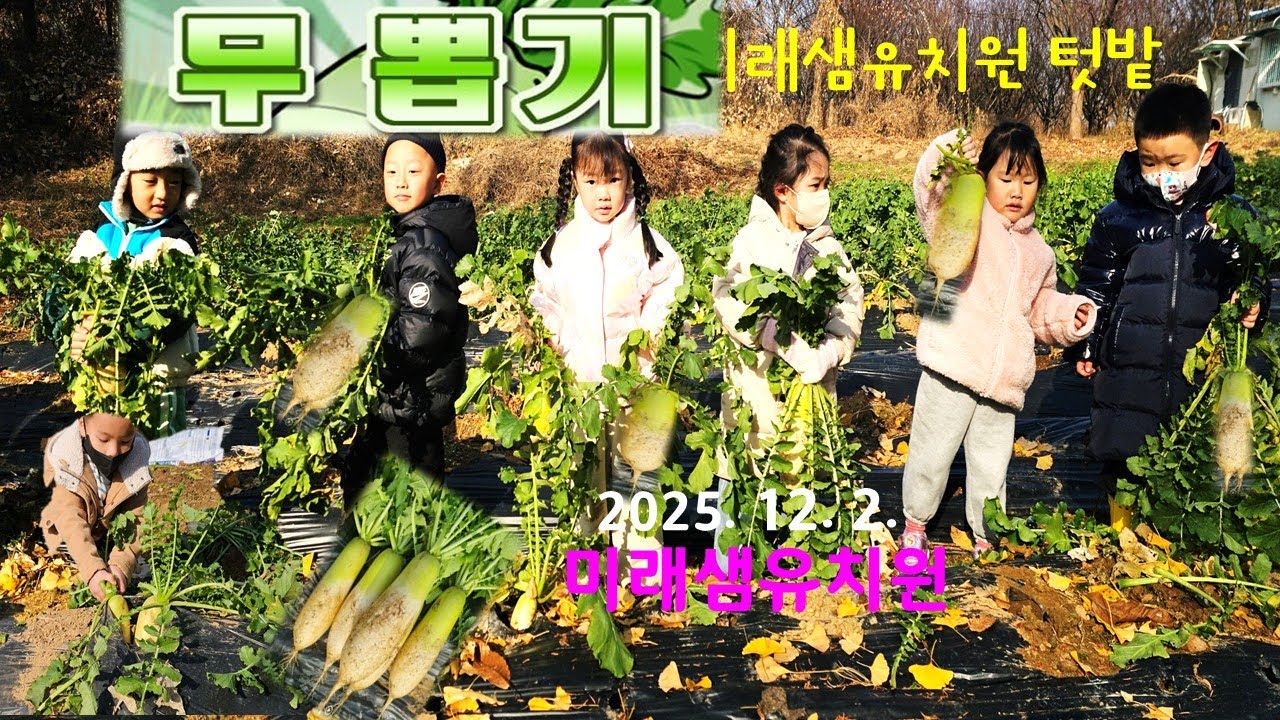 무뽑기 체험~!  미래샘유치원 Picking radish