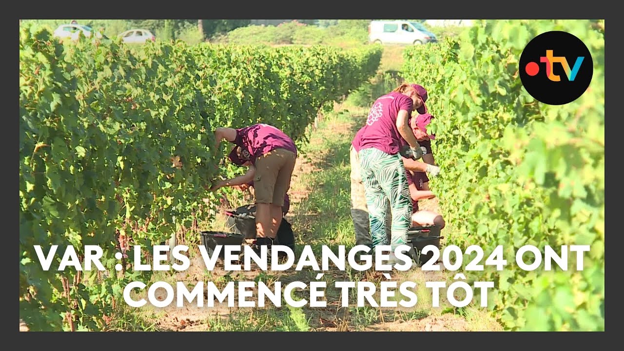 Var : les vendanges 2024 ont commencé très tôt !