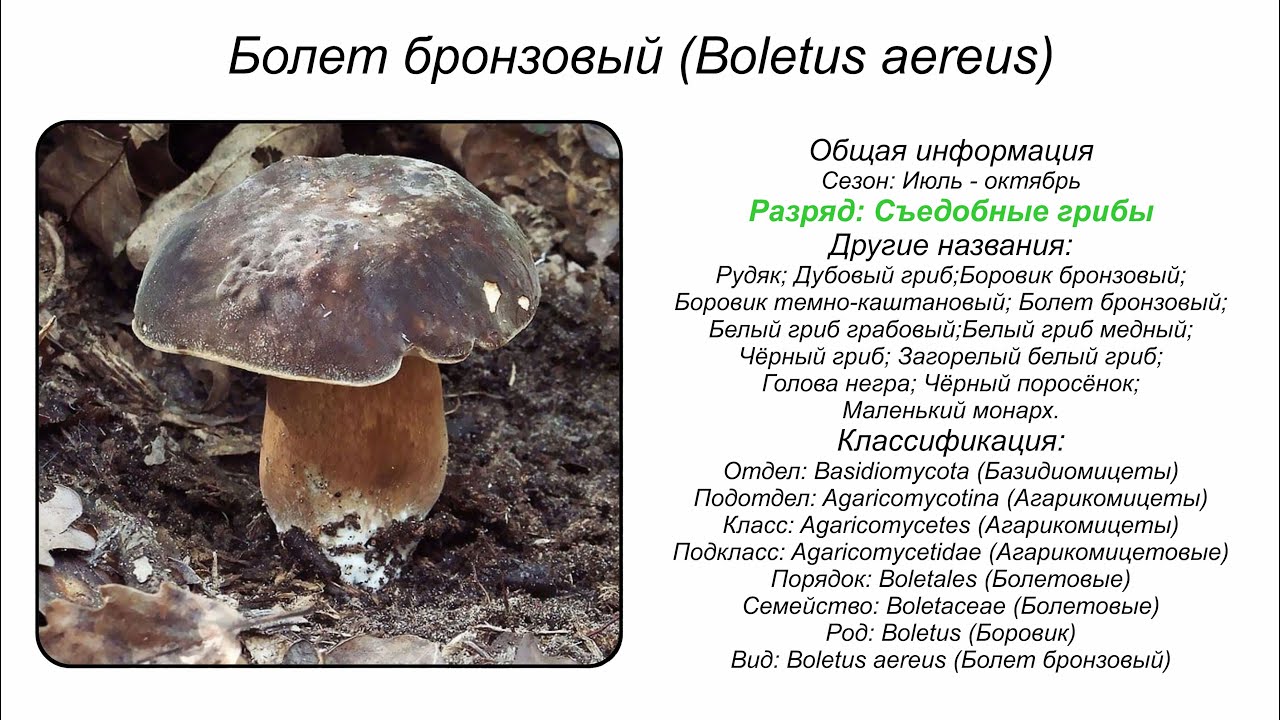 Болет бронзовый (Boletus aereus)