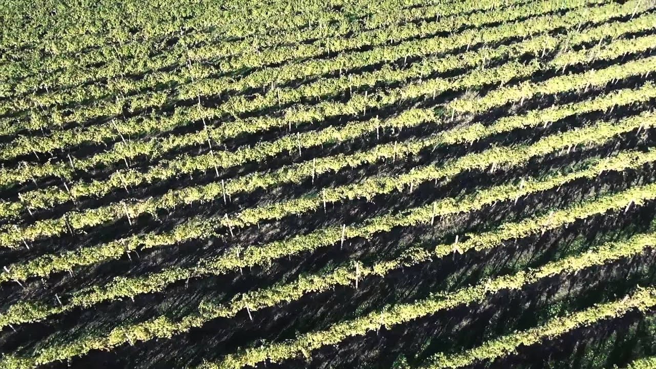 Villa Spinosa Winery in Valpolicella, the region of Amarone, Recioto and Ripasso wines!