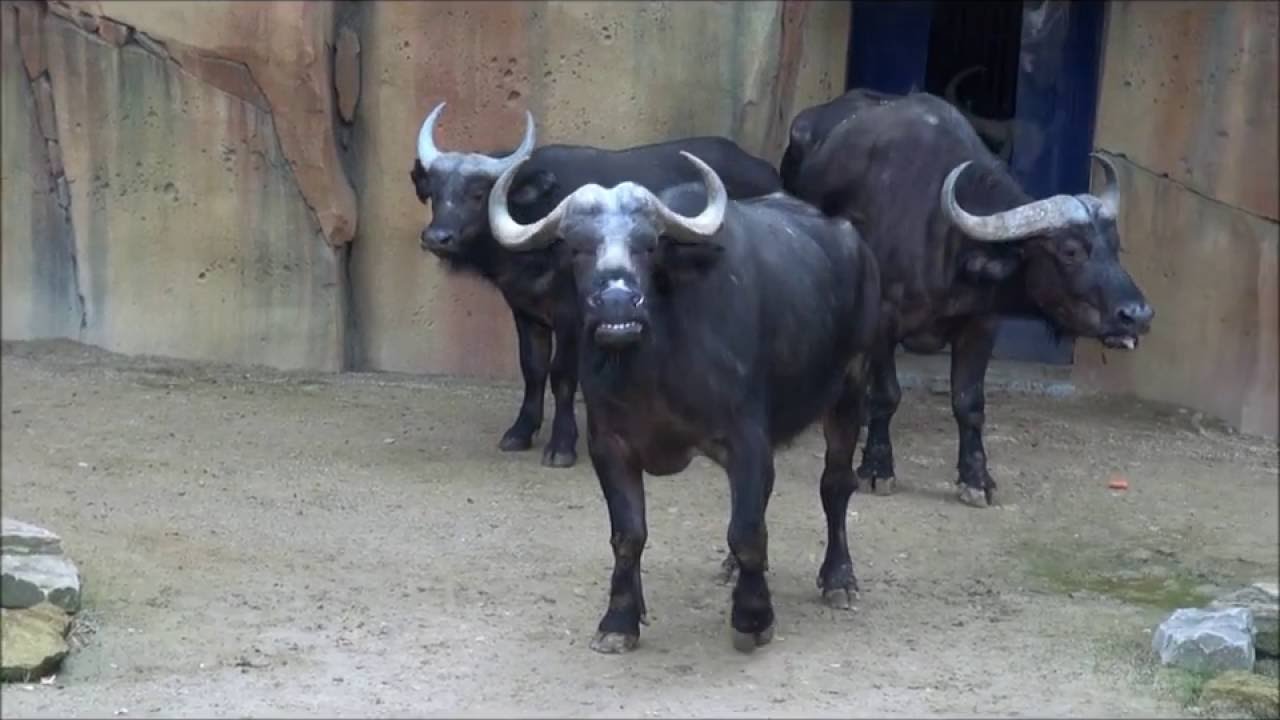 OPENING SAVANE ZOO ANTWERPEN