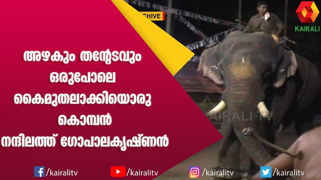 അകാലത്തിൽ പൊലിഞ്ഞു പോയ മാണിക്യം | Nandilath GopalaKrishanan | E for Elephant | Kairali TV