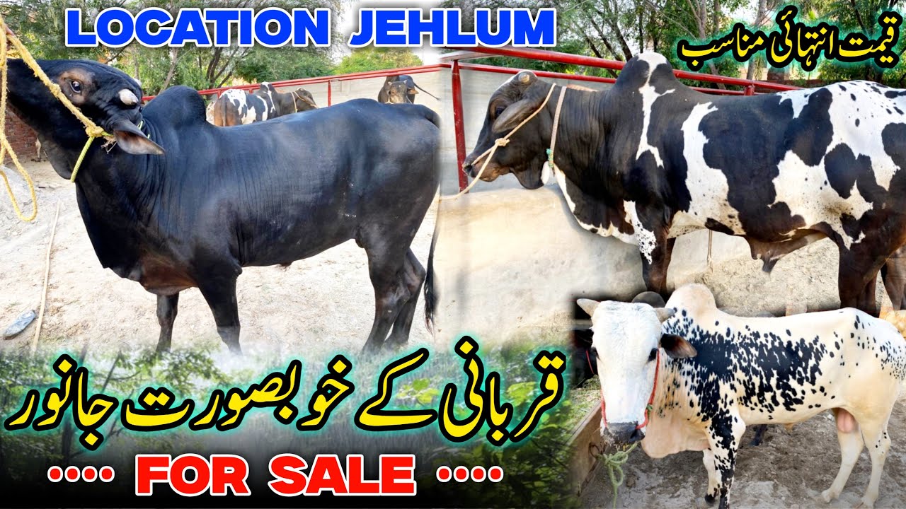 Qurbani 2025😍|cheapest bull|Qurbani k subsurat janwar|family vlog