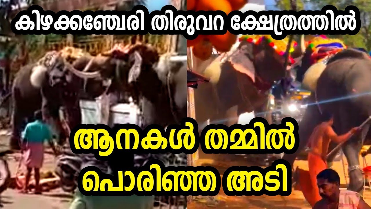 Elephant Attack | Elephant Attack Kerala 2022 | Palakkad Elephant Attack | Kerala | Ramesh Vasu