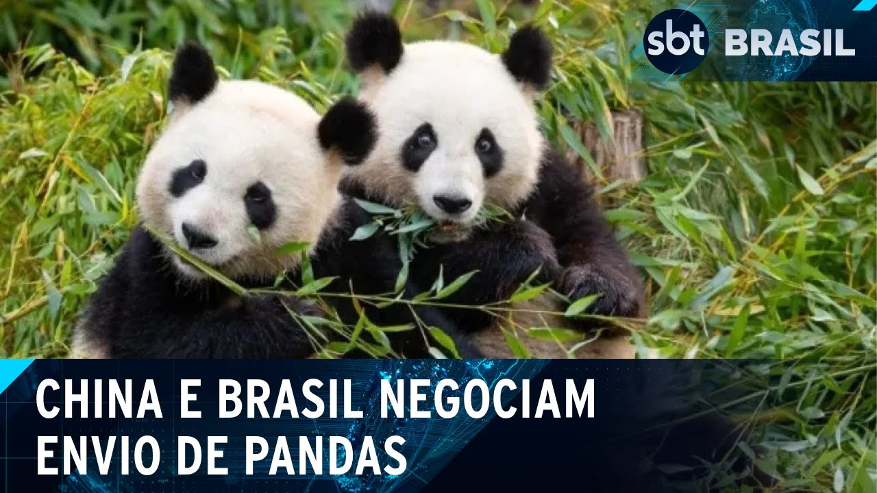 China negocia o envio de um casal de pandas gigantes para o Brasil | SBT Brasil (23/11/24)