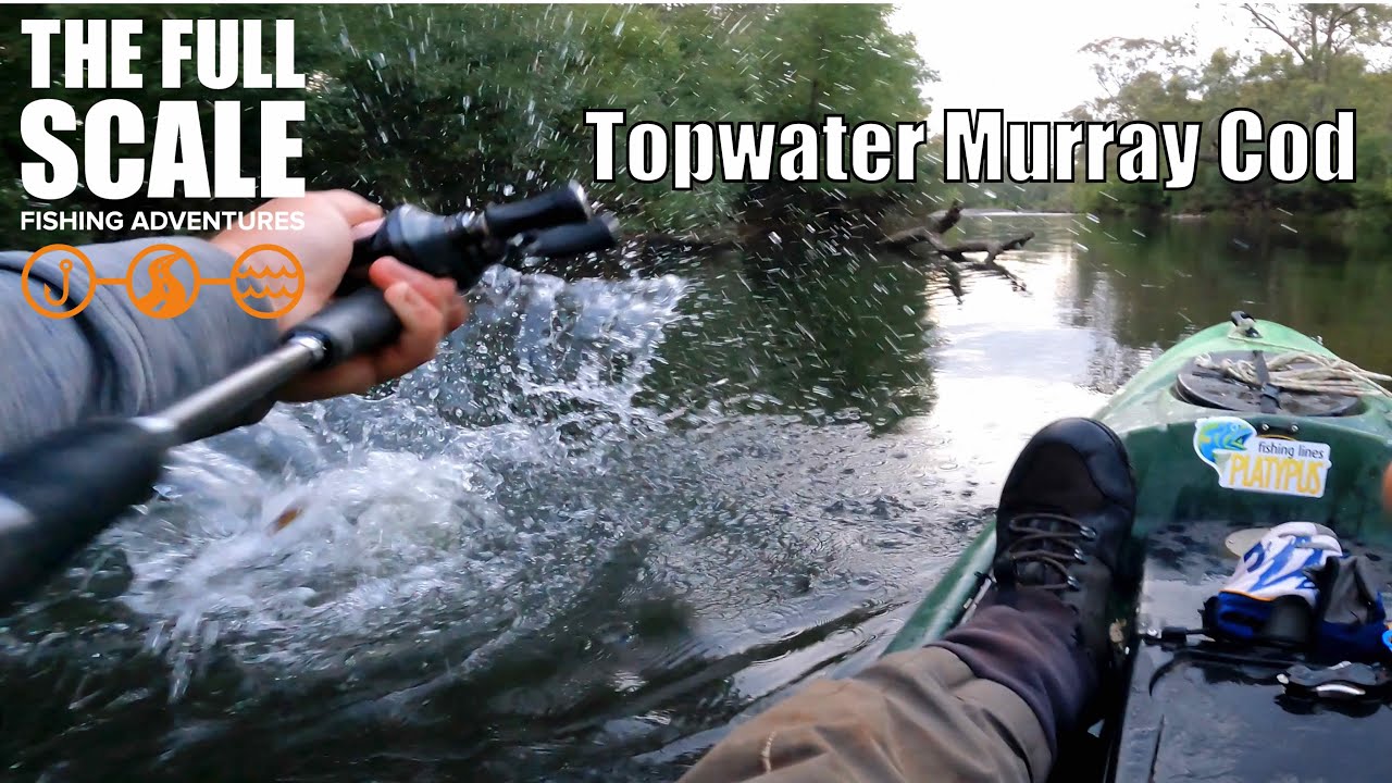 Fishing The Topwater Bite Time Murray Cod | The Full Scale