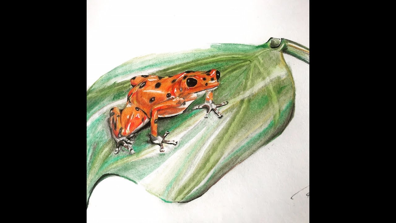 Desenho Sapo colorido / R&atilde;  - Venenosa (L&aacute;pis de cor)