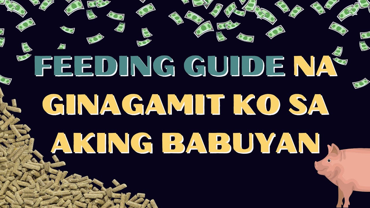 PIGGERY: ANO NGA BA ANG TAMANG FEEDING GUIDE NA DAPAT SUNDIN PARA MAPA-BABA ANG GASTOS SA FEEDS?
