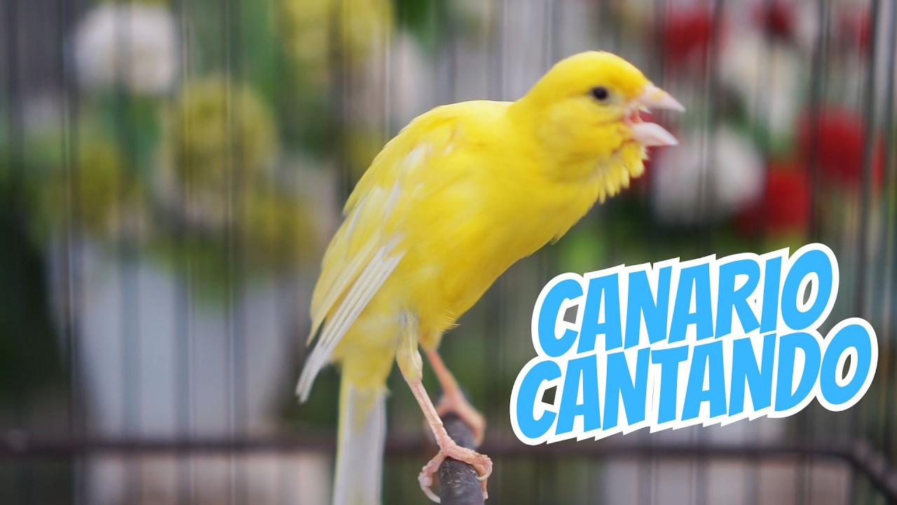 COLOQUE ISSO E SEU CANÁRIO VAI CANTAR NA HORA! (98,7% EFICAZ)