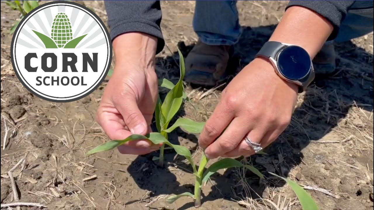 Corn School: Tissue testing for higher yield