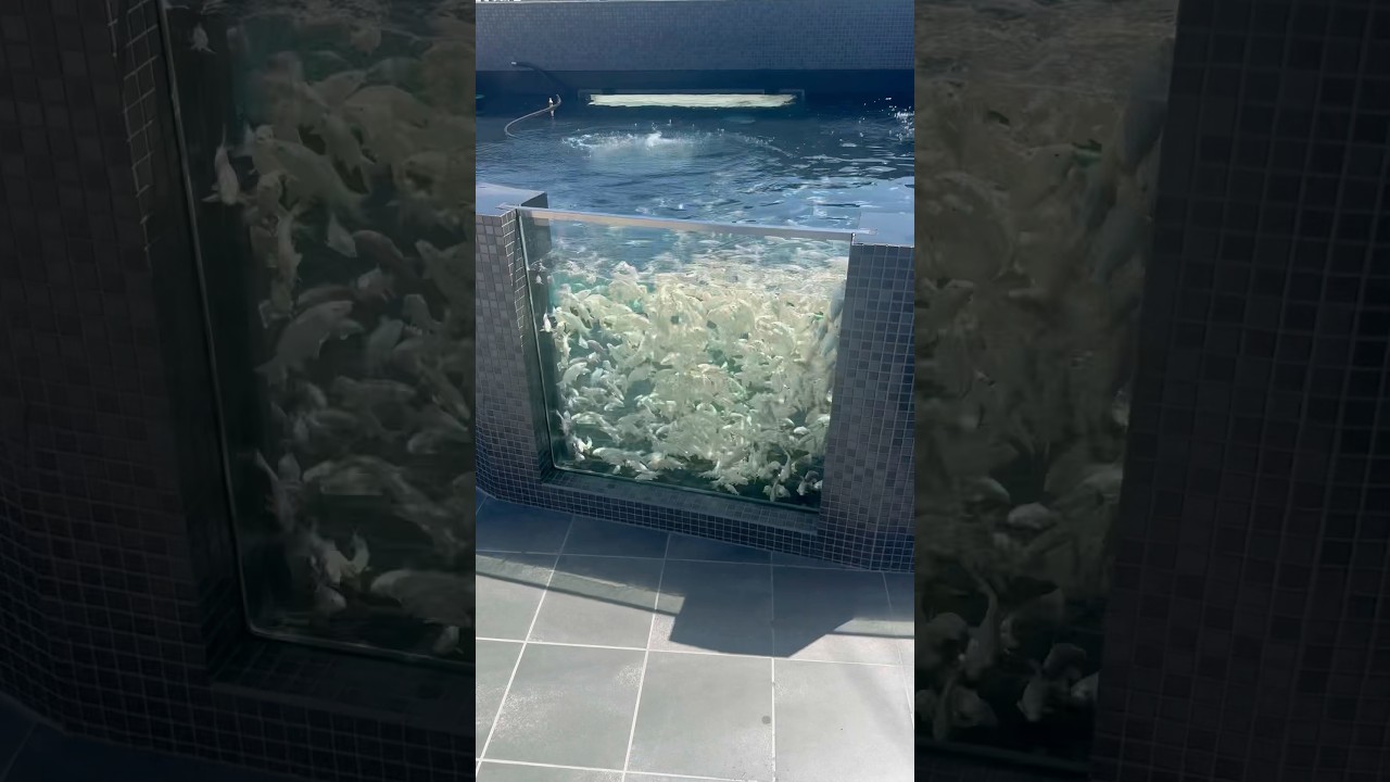 Platinum Ogon Dream Pond 🙌🏼🤍 #koi #fish #koifish #japan #japanesekoi