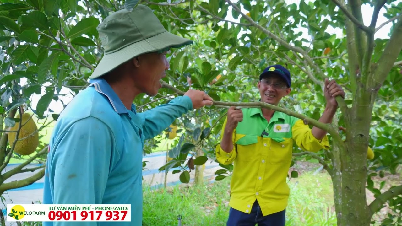 Hướng dẫn phục hồi vườn mít ruột đỏ sau thu hoạch