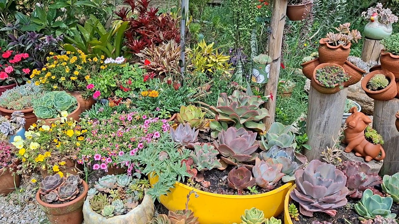 Suculentas lindas no jardim, arranjos, novos e mais.