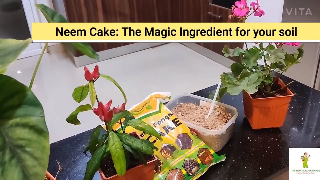 Neem Cake : How to use in your garden, use neem cake as fertilizer and pesticide