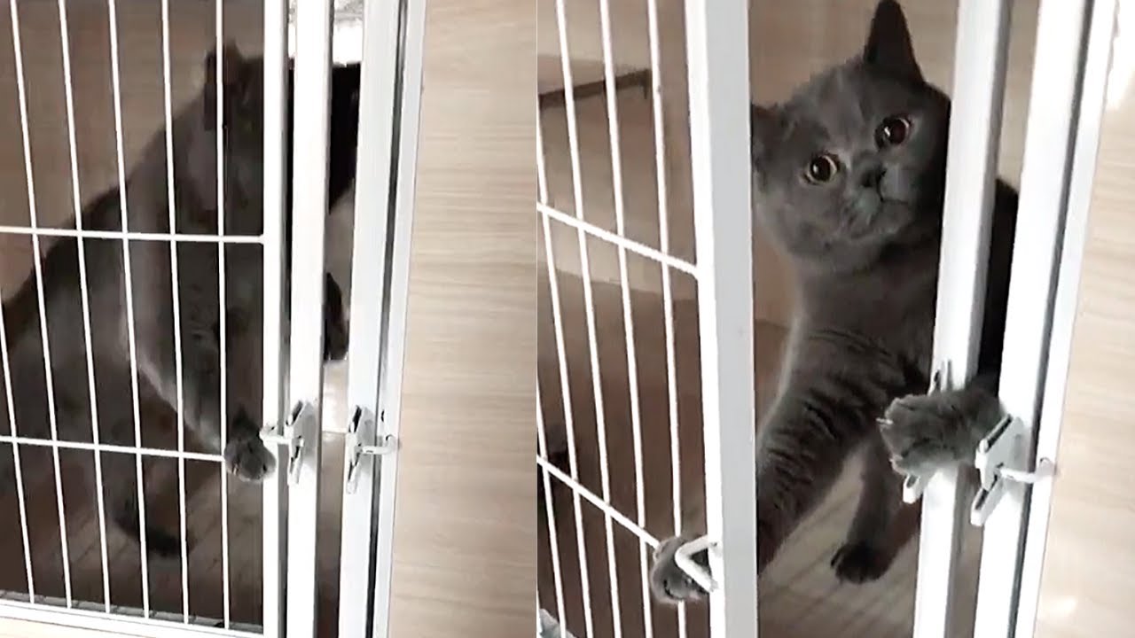 Escape Artist Cats - Cute & Funny Cat Videos Compilation