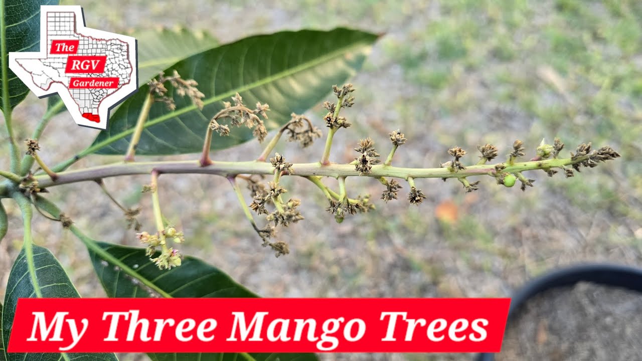 Profiles of My Three Mango Trees 🥭 || The RGV Gardener 