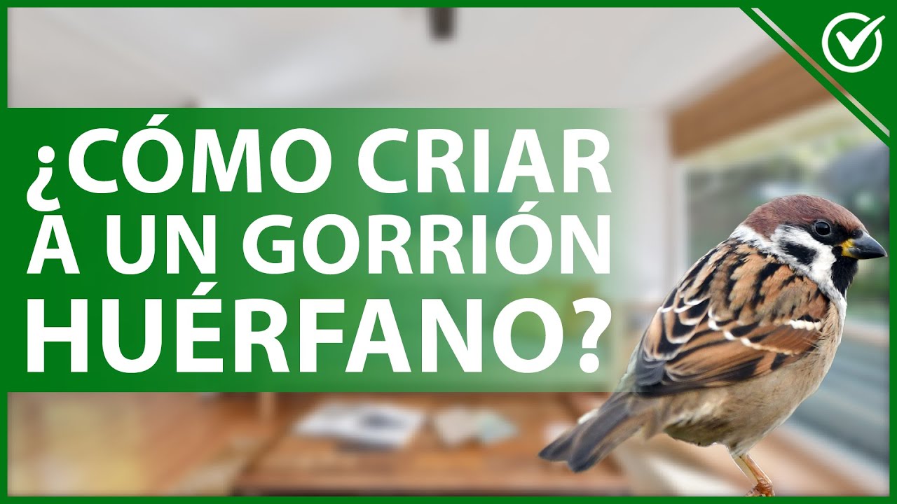 🐦 ¿Cómo criar a un GORRIÓN HUÉRFANO de manera correcta? - Alimento y más 🥺🐦