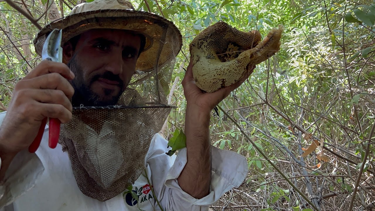 How to Find Wild Beehives in the Forest | Easy Techniques for Beginners