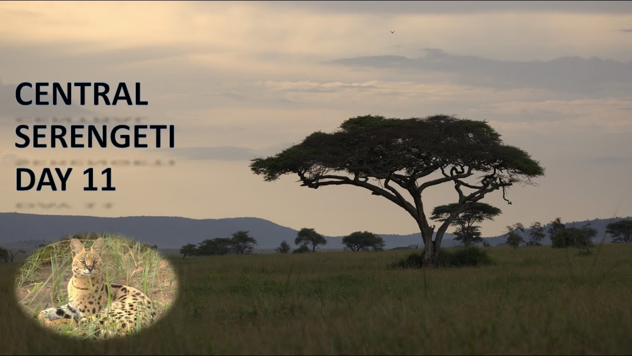 Game drive in Serengeti -Wildlife safari in Serengeti National Park-14 Days Game drive Day11 -Feb'24
