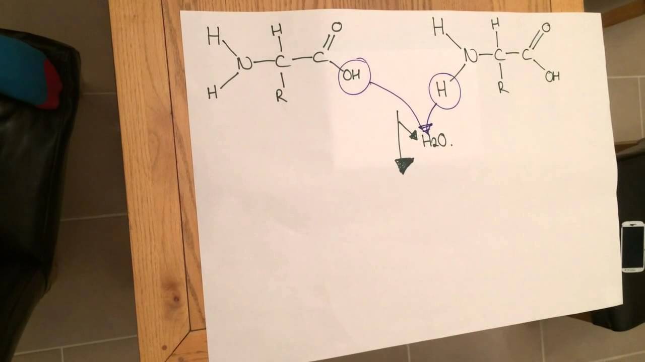 Condensation reaction of Amino Acids