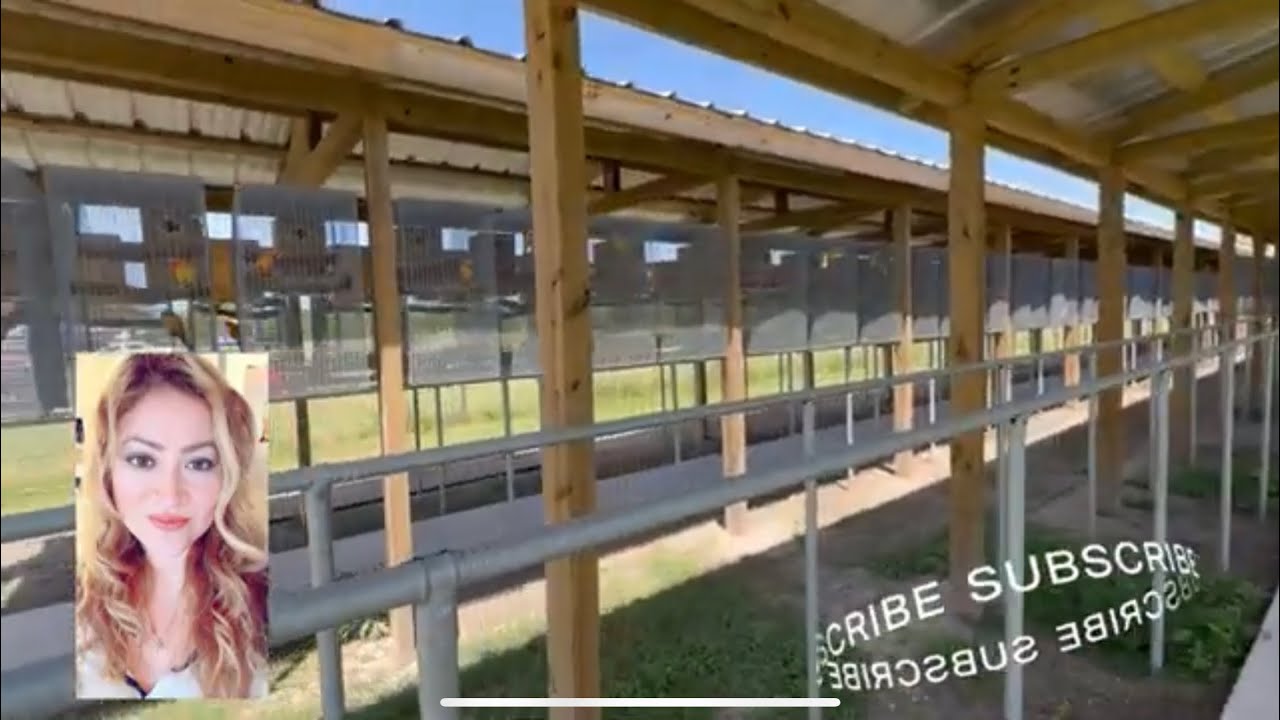 Royal Parrots Is Back! And We Finally Found A Piece Of Land For Our Future Sanctuary and Farm!