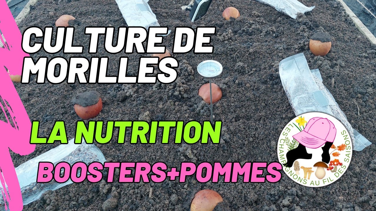 Culture de morilles chez soi : Nutrition du mycélium, boosters graines et pommes, le 9/11/2025