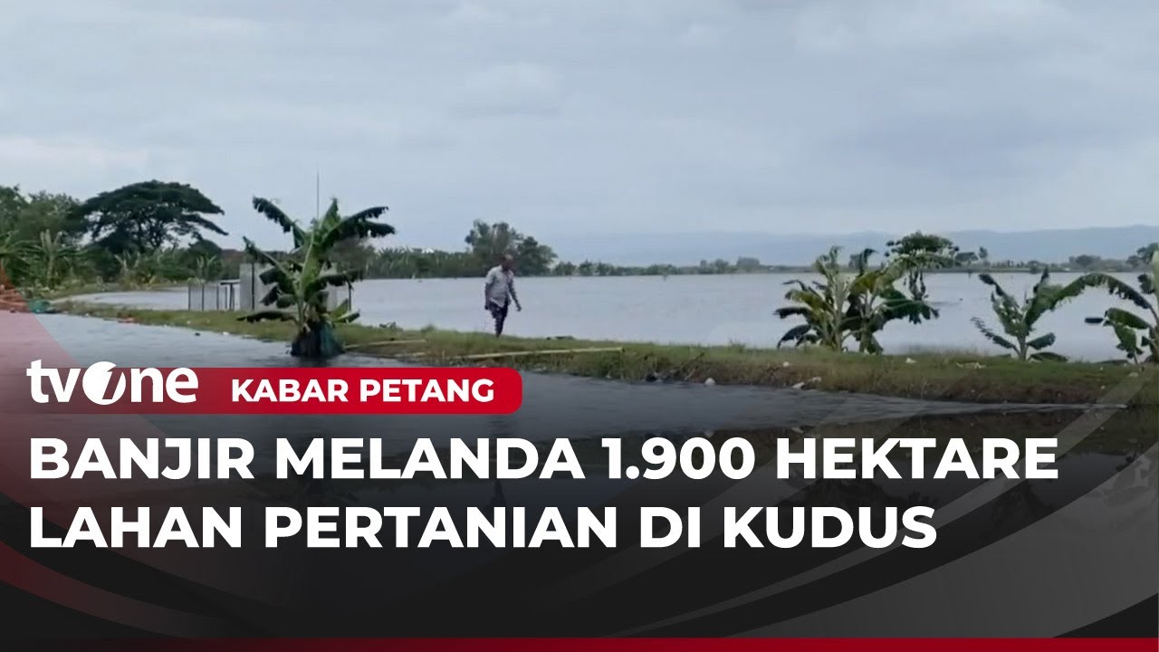 1900 Hektar Sawah Gagal Panen Akibat Banjir Kudus | Kabar Petang