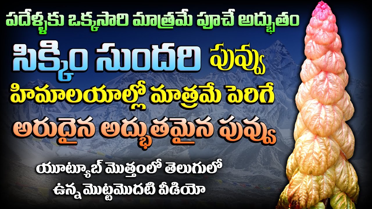 పదేళ్లకు ఒకసారి పూసే హిమాలయాల్లోని అద్భుతమైన పువ్వు I Sikkim Sundari Flower Facts I Noble Rhubarb