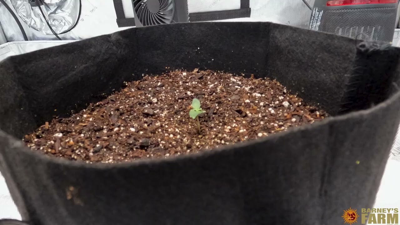 OG Kush Autoflower | Seed to Harvest
