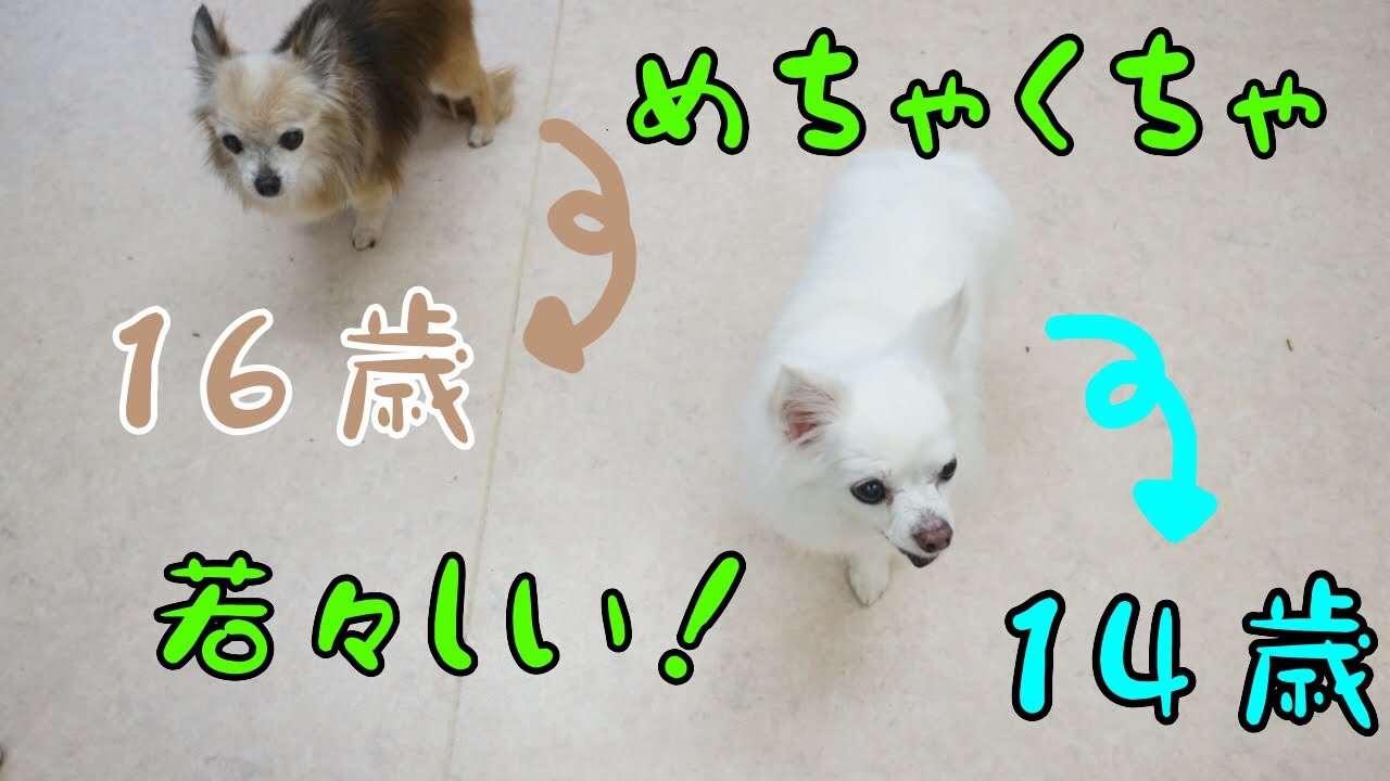 ほんわか安心トリミング［兵庫ペット医療センター トリミング 尼崎 犬動画　］Happy dog glooming