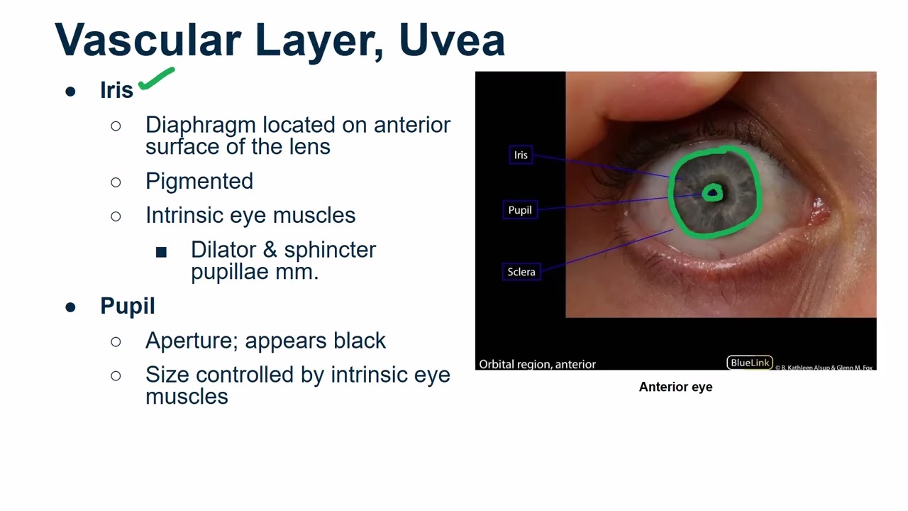 Eye