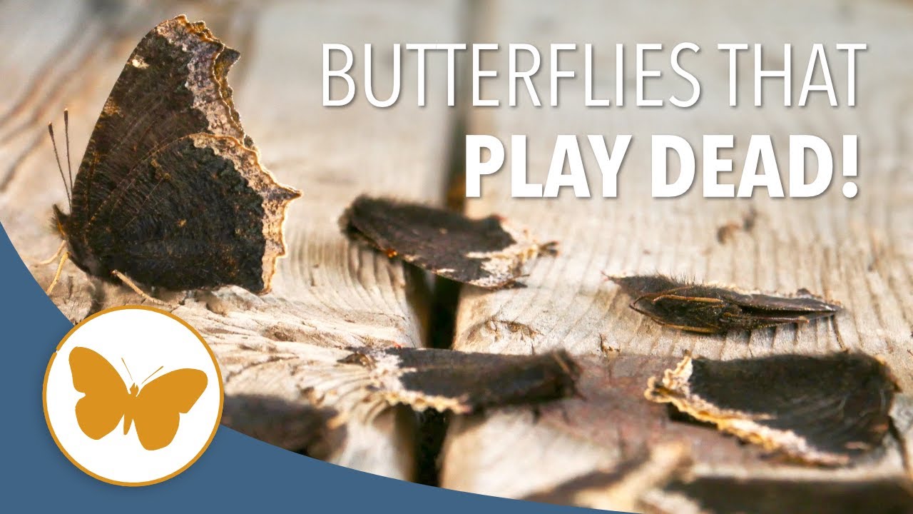 The Butterfly That Plays Dead - Meet the Mourning Cloak