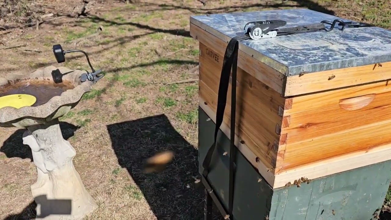 Pulled external feeder, put in internal feeders in upper brood box 