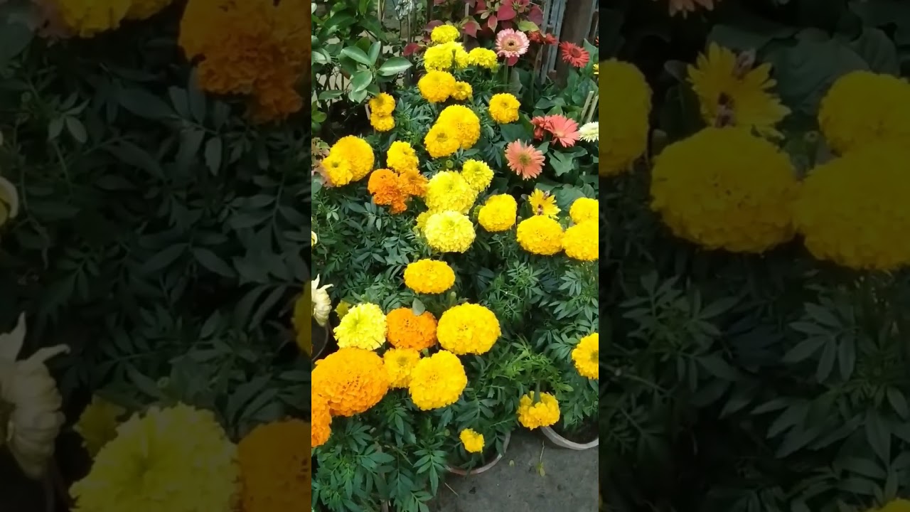 marrygold #lovegardening #beautiful  #flowersbloom #youtubeshorts