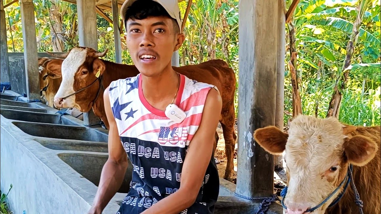 KANDANG MASIYUN‼️BERAWAL dari NGGADUH KINI JADI INSPIRASI PETERNAK INDONESIA🔥🔥
