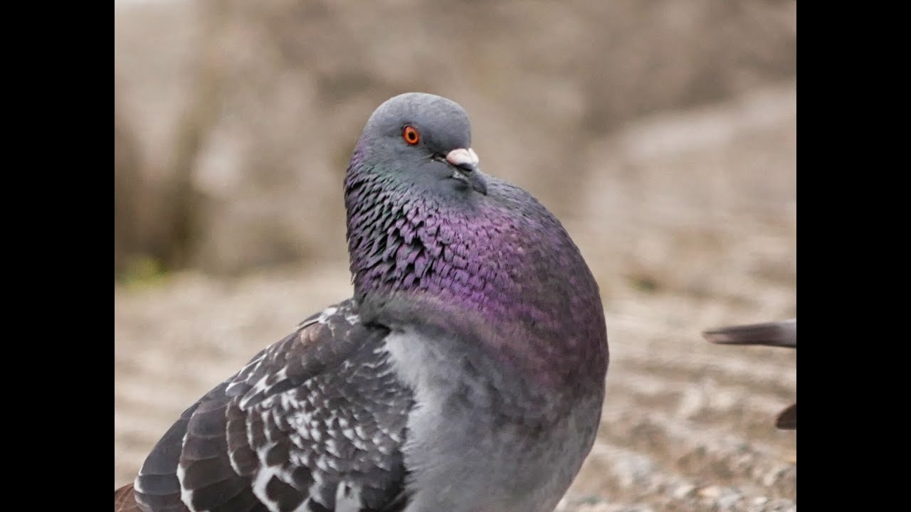 Pigeons at the park during mating season. Males seem more interested in mating then do the females.