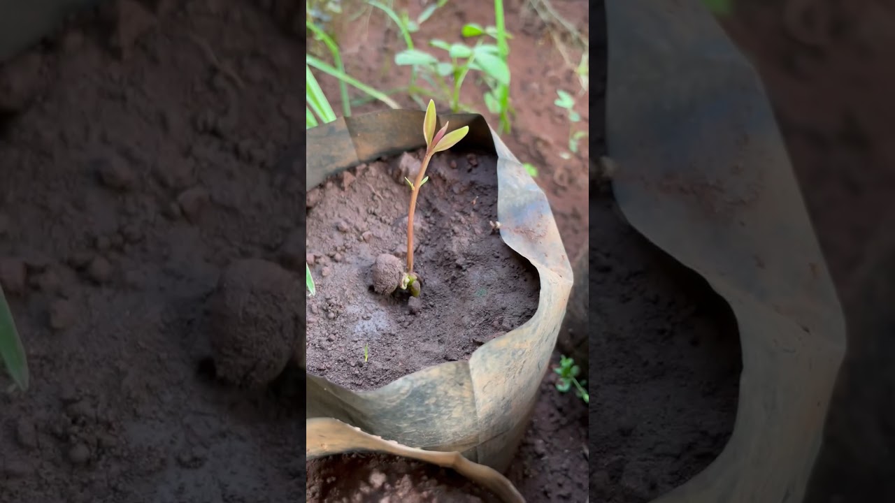 Growing Black Jamoon plant from seeds 