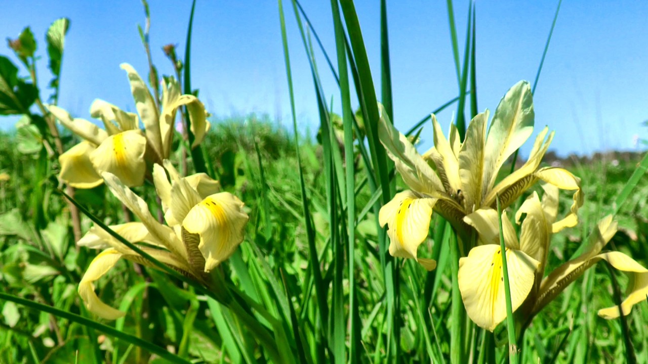 אירוס הביצות בשמורת טבע אחו נוב ותל סאקי Nov Meadow