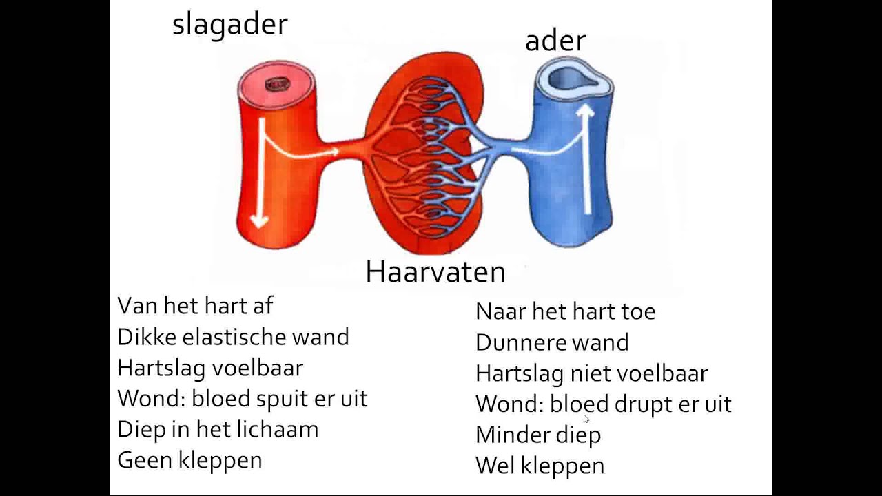 transport basisstof 4 bloedvaten