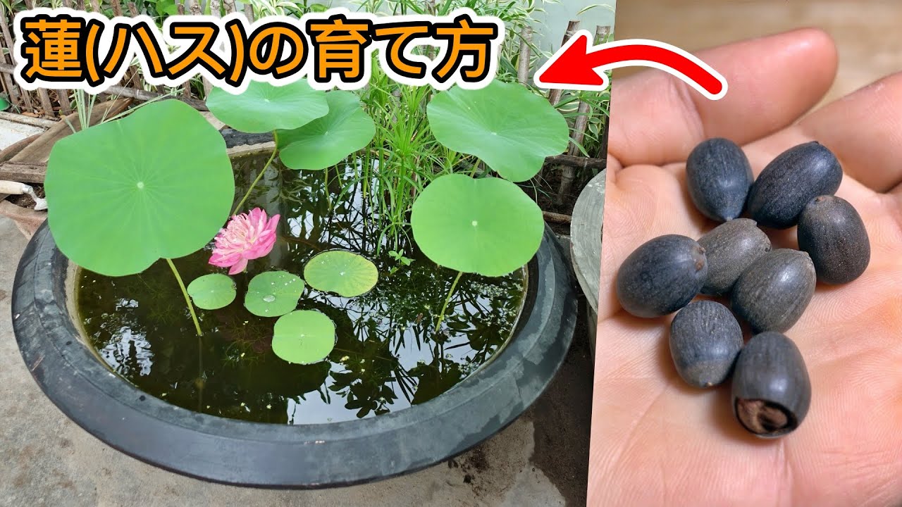 種から蓮を育てる方法