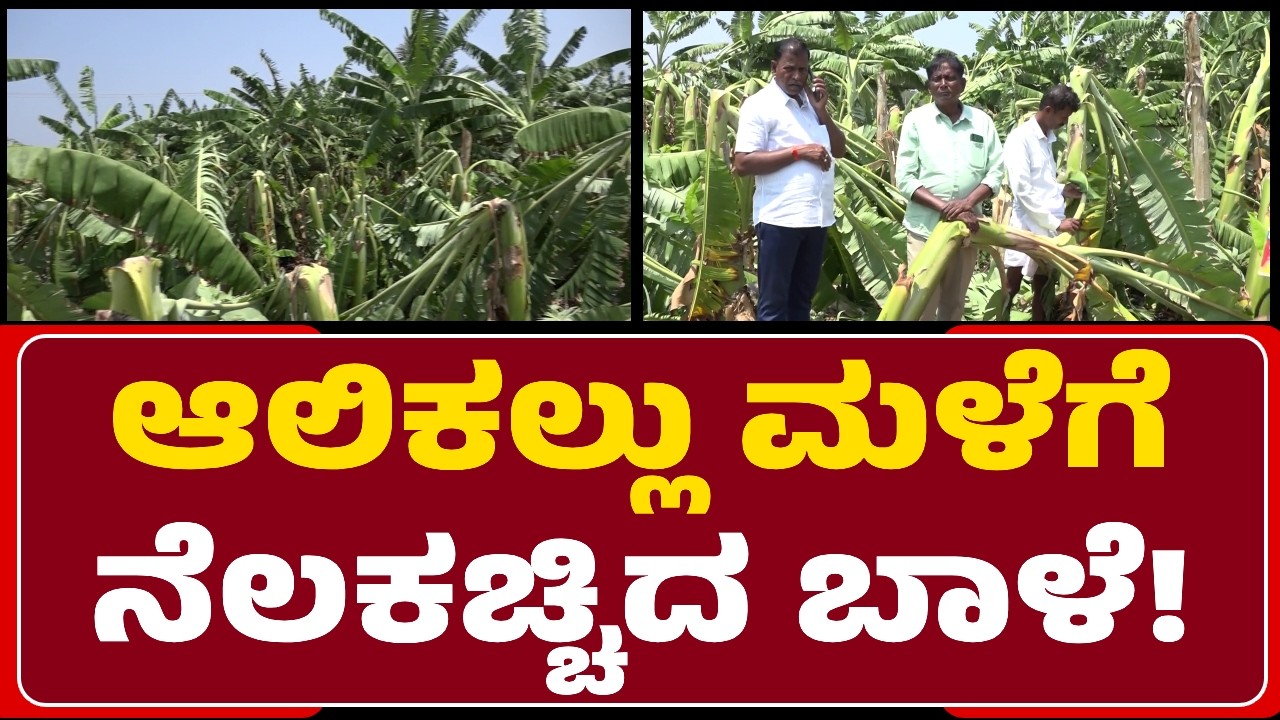 Rains Effect: ಭಾರೀ ಗಾಳಿ-ಮಳೆಗೆ ಬೆಳೆ Pappaya, Banana ಬೆಳೆಗಳು ನಾಶ, ರೈತರ ಕಣ್ಣೀರು @newsfirstgadaga