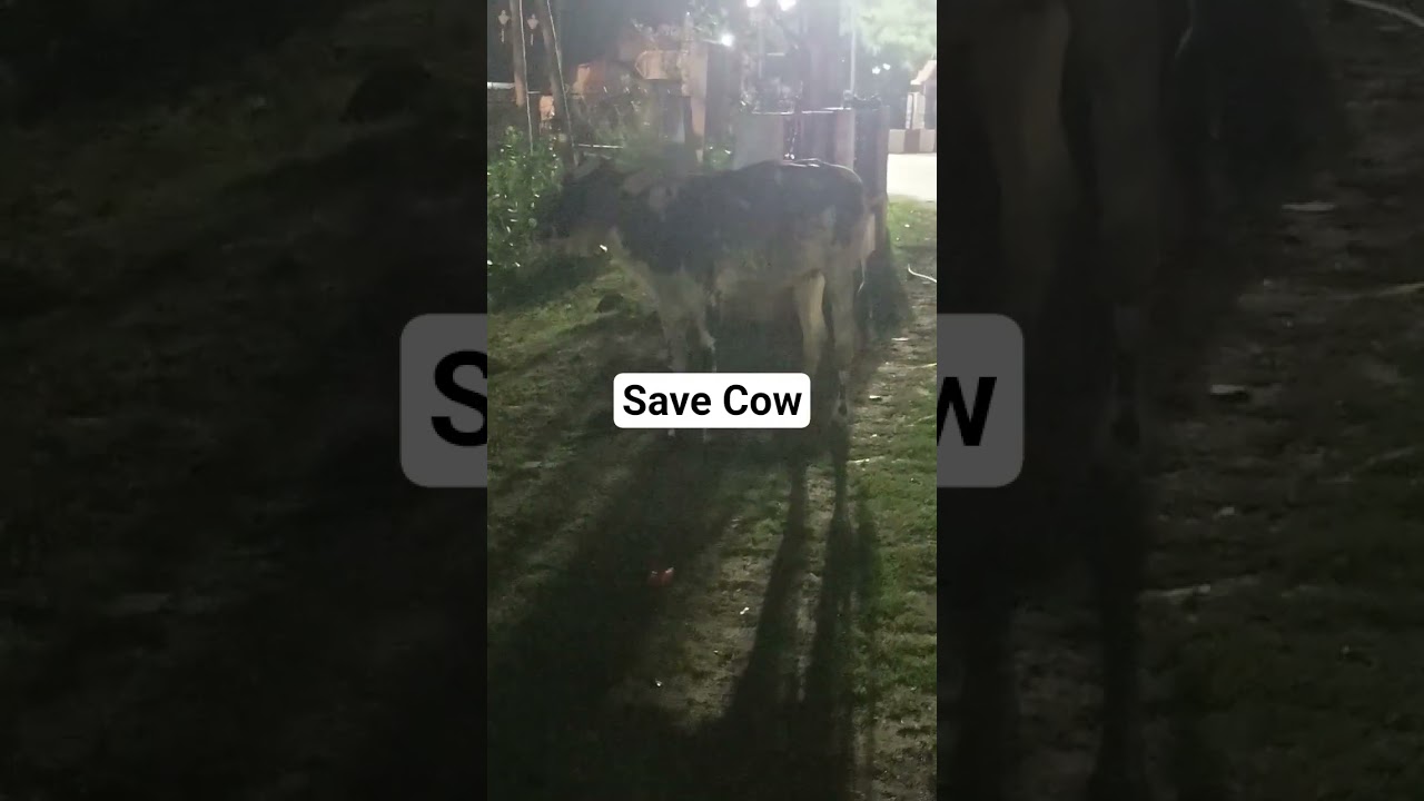 Save Cow