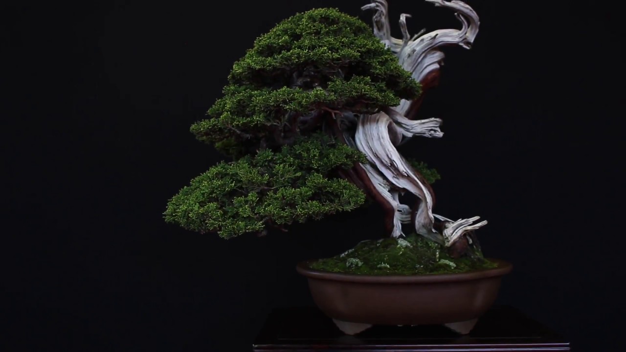 European Bonsai San show 2018
