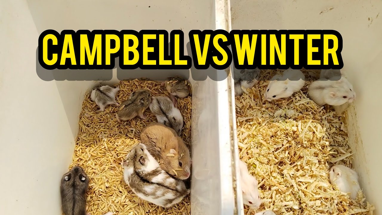 CARA BETERNAK HAMSTER CAMPBELL DAN WINTER WHITE, pahami dulu perbedaannya