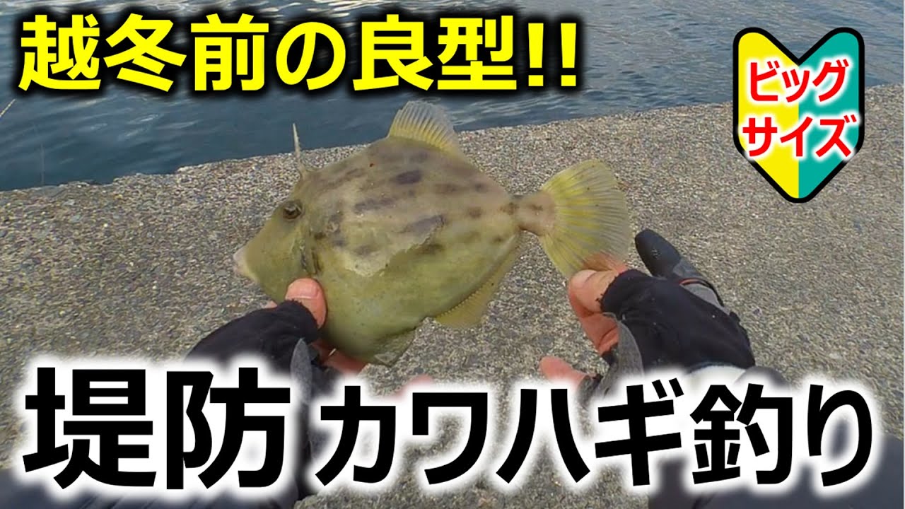 【越冬前の良型‼】堤防カワハギ釣り