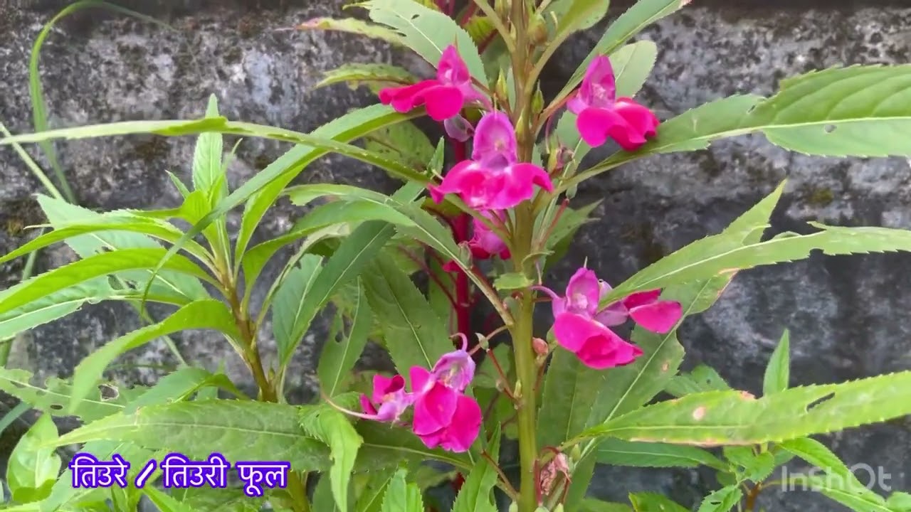 Tiuri Phool | Tiure Ful | तिउरी फूल | Ornamental Plants of Nepal | Balsam Flower | Shrawan Sakranti