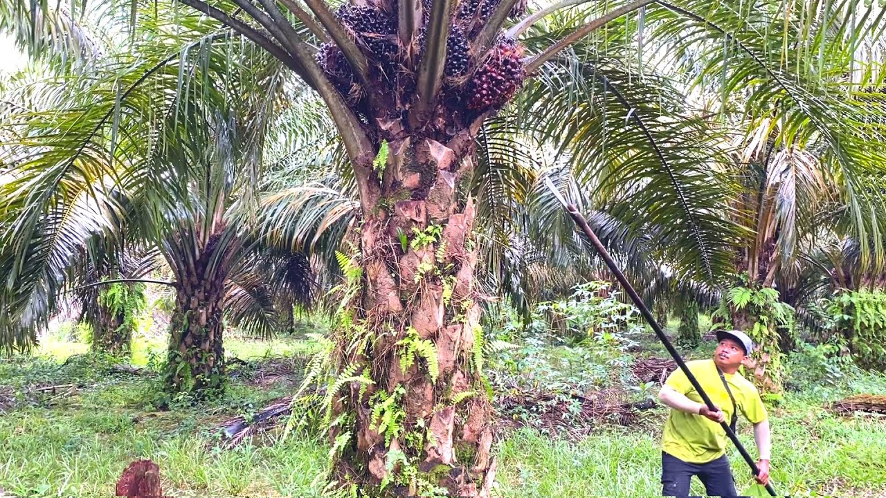 SEMANGATNYA LUAR BIASA PANEN SAWIT DI KEBUN RAJA OBROK.!